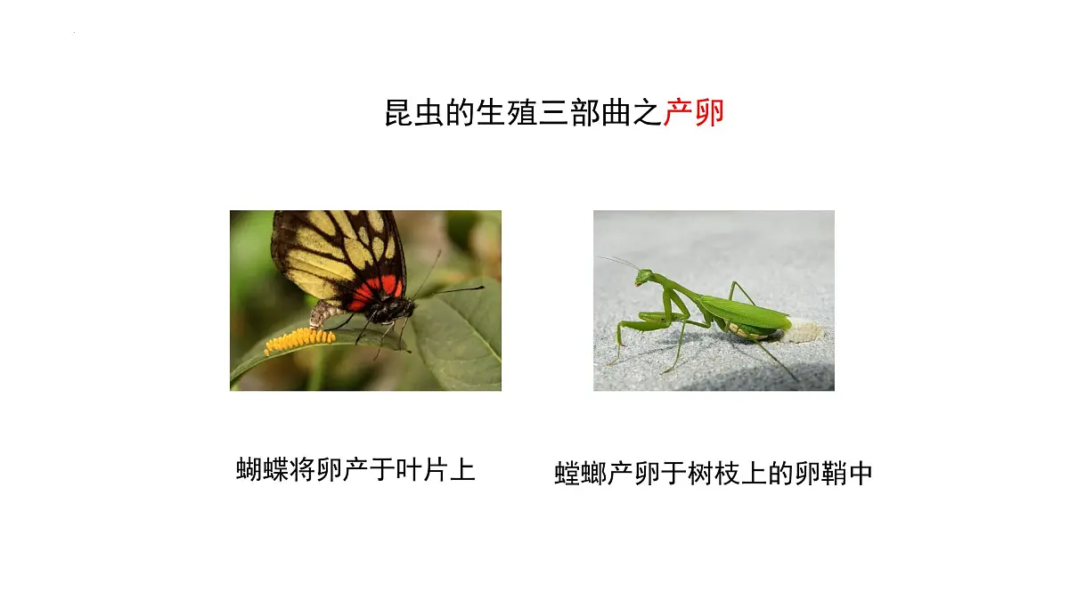 2024-2025学年济南版生物七年级下册 4.1.2有性生殖增加了后代的多样性课件第4页