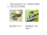 2024-2025學(xué)年濟(jì)南版生物七年級(jí)下冊(cè) 4.1.2有性生殖增加了后代的多樣性課件