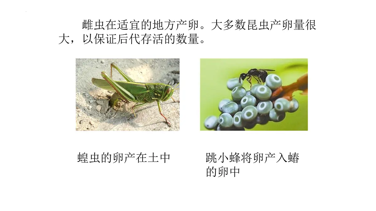 2024-2025学年济南版生物七年级下册 4.1.2有性生殖增加了后代的多样性课件第5页
