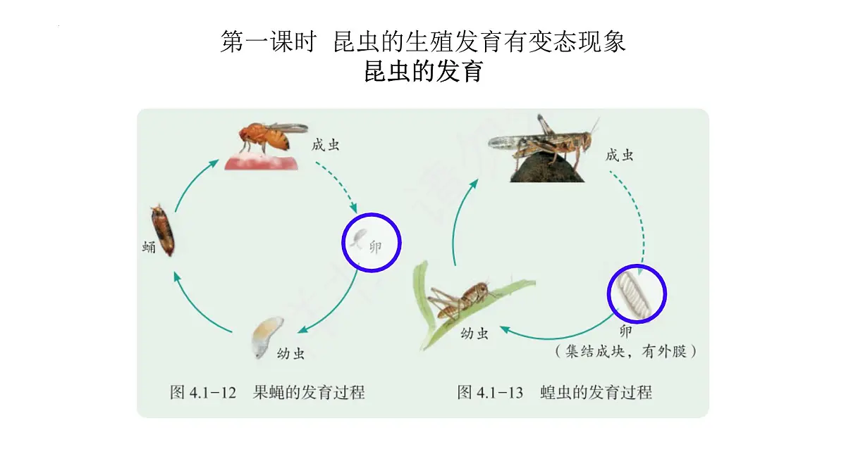 2024-2025学年济南版生物七年级下册 4.1.2有性生殖增加了后代的多样性课件第6页