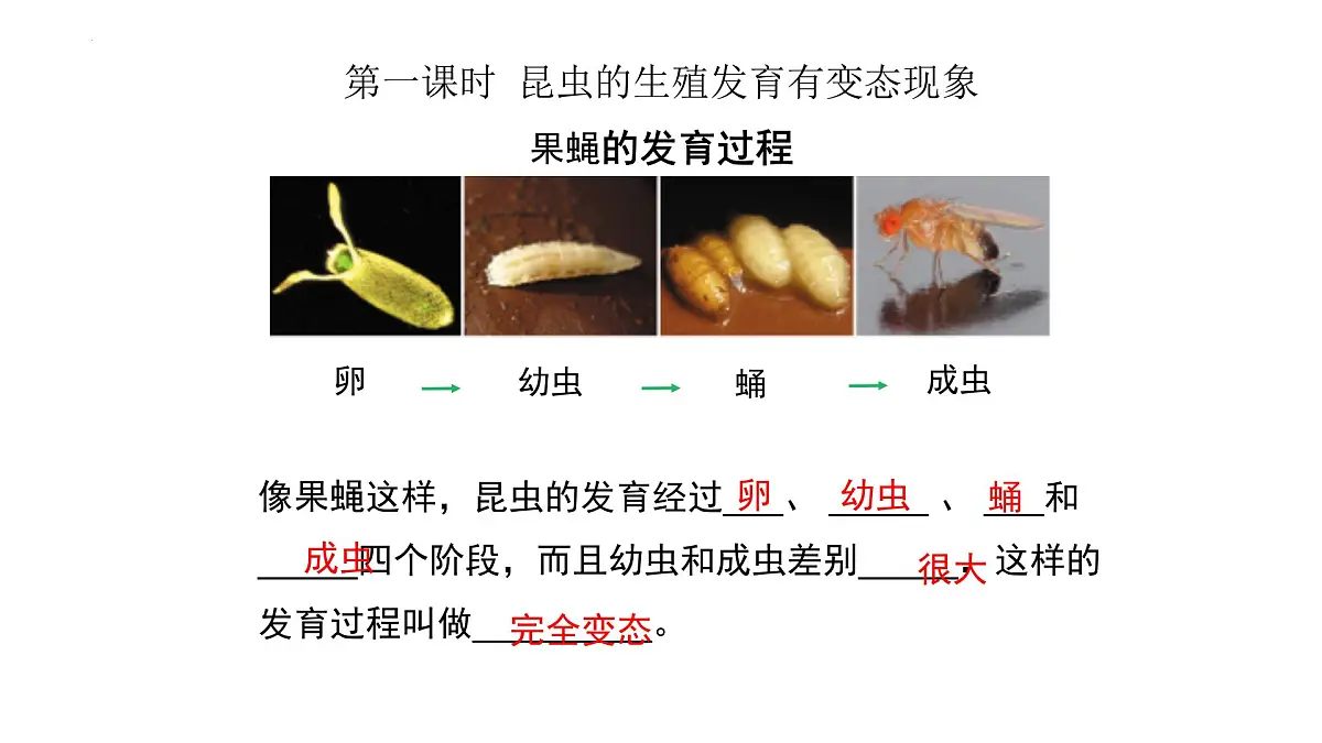 2024-2025学年济南版生物七年级下册 4.1.2有性生殖增加了后代的多样性课件第7页