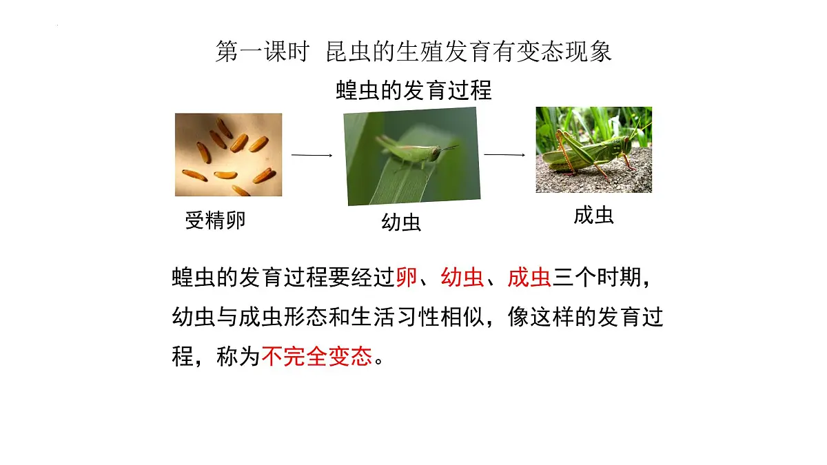 2024-2025学年济南版生物七年级下册 4.1.2有性生殖增加了后代的多样性课件第8页