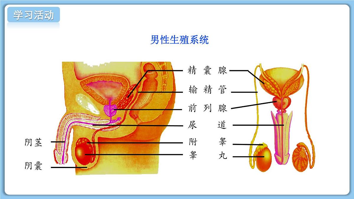 2024-2025学年济南版生物七年级下册 4.2.1  婴儿从受精卵发育而来  课件 (3)第6页