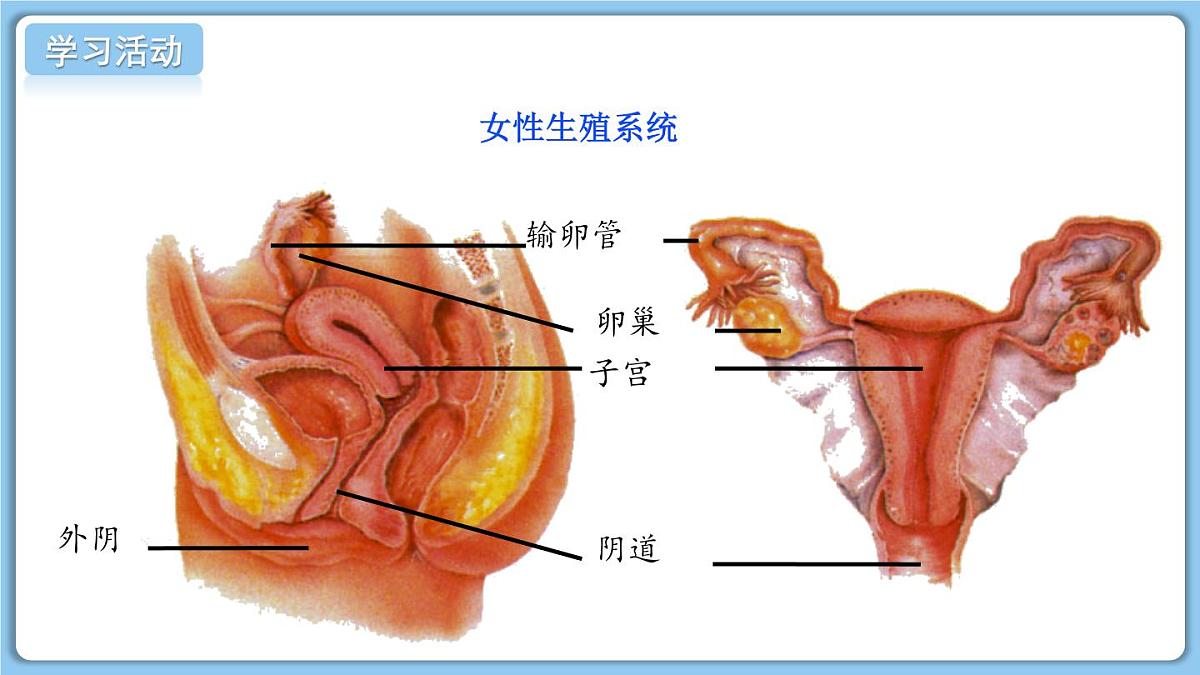 2024-2025学年济南版生物七年级下册 4.2.1  婴儿从受精卵发育而来  课件 (3)第8页
