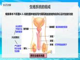 2024-2025學年濟南版生物七年級下冊 4.2.1  嬰兒從受精卵發(fā)育而來  課件