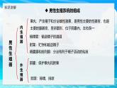 2024-2025學年濟南版生物七年級下冊 4.2.1  嬰兒從受精卵發(fā)育而來  課件