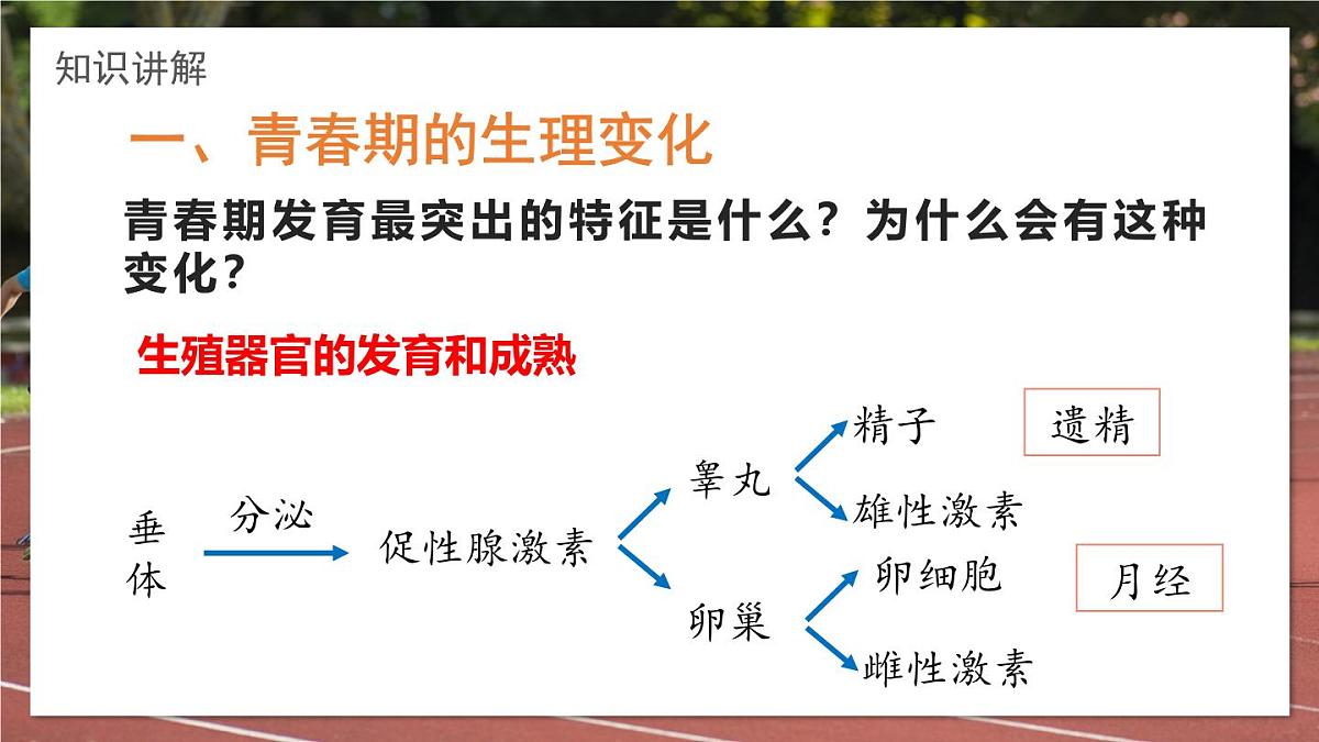 2024-2025学年济南版生物七年级下册 4.2.2  人在青春期出现显著变化  课件第6页