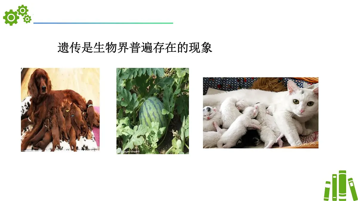 2024-2025学年济南版生物七年级下册 4.3.1DNA是主要的遗传物质（课件）第5页