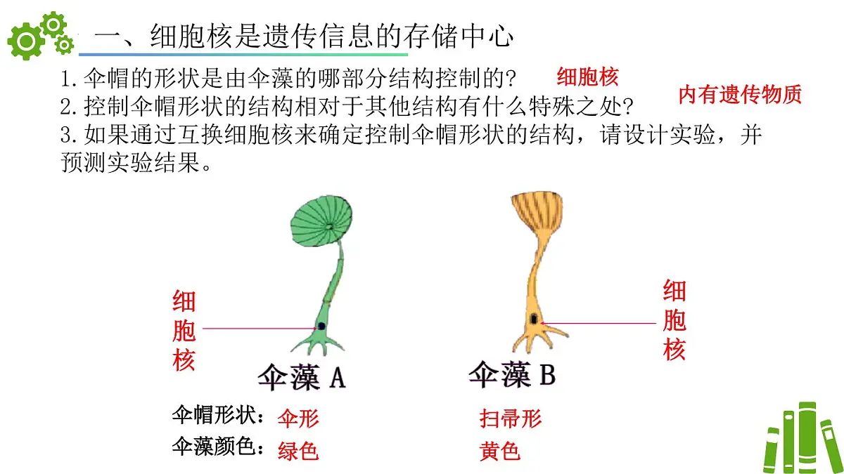 2024-2025学年济南版生物七年级下册 4.3.1DNA是主要的遗传物质（课件）第6页