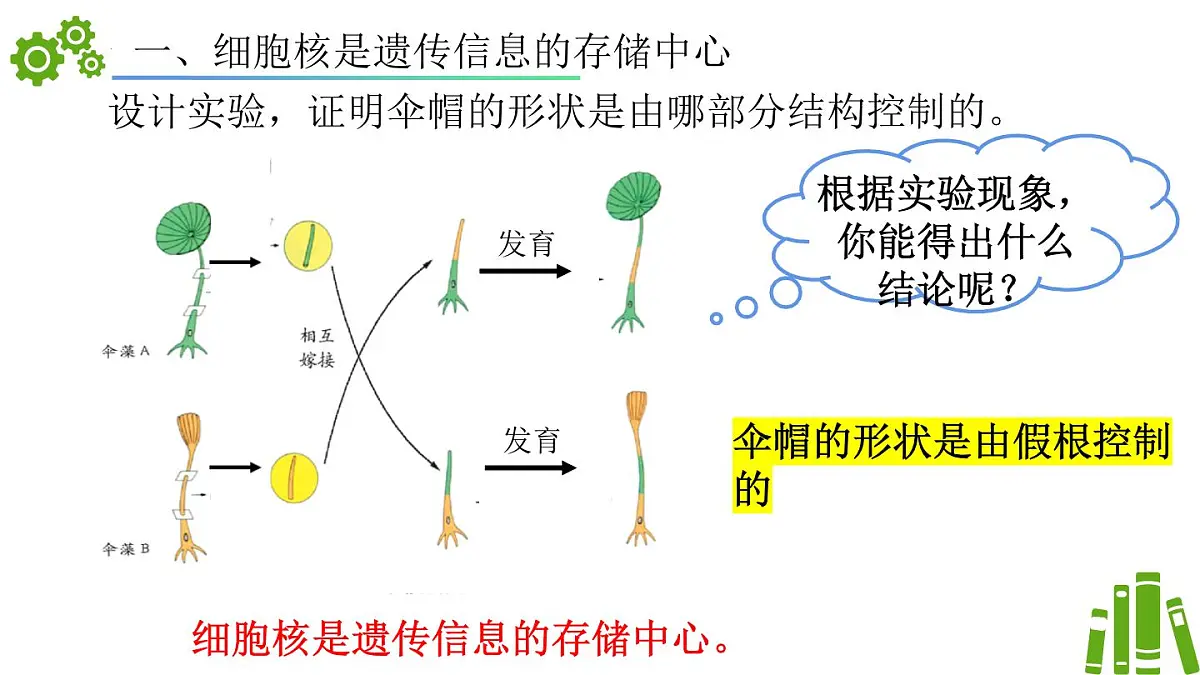 2024-2025学年济南版生物七年级下册 4.3.1DNA是主要的遗传物质（课件）第7页