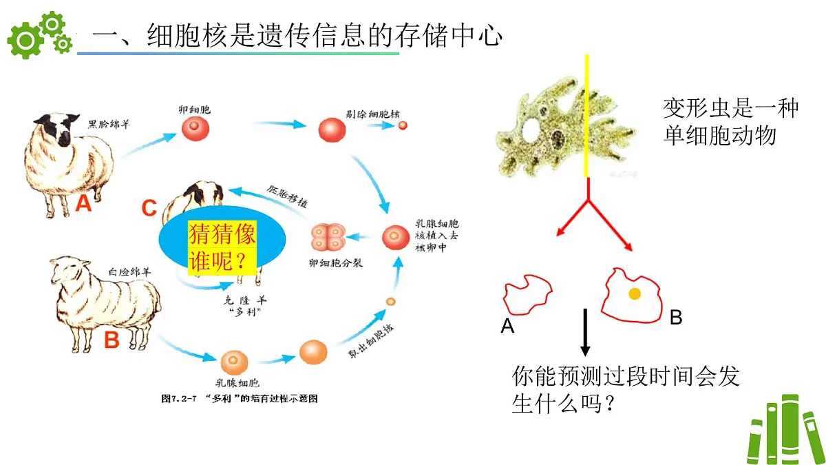 2024-2025学年济南版生物七年级下册 4.3.1DNA是主要的遗传物质（课件）第8页