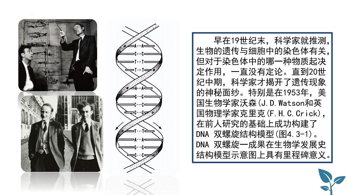 2024-2025学年济南版生物七年级下册 4.3.1DNA是主要的遗传物质课件第1页