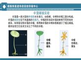 2024-2025學(xué)年濟(jì)南版生物七年級(jí)下冊(cè) 4.3.1DNA是主要的遺傳物質(zhì)課件