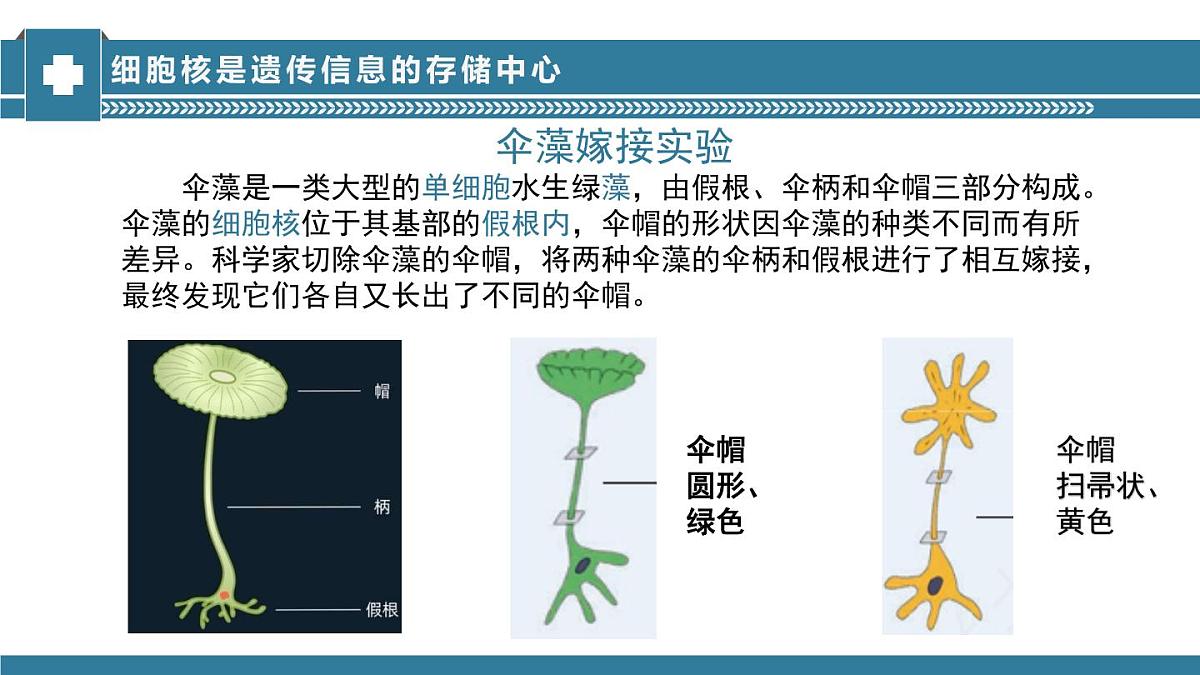 2024-2025学年济南版生物七年级下册 4.3.1DNA是主要的遗传物质课件第5页