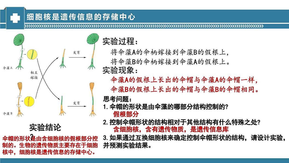 2024-2025学年济南版生物七年级下册 4.3.1DNA是主要的遗传物质课件第6页