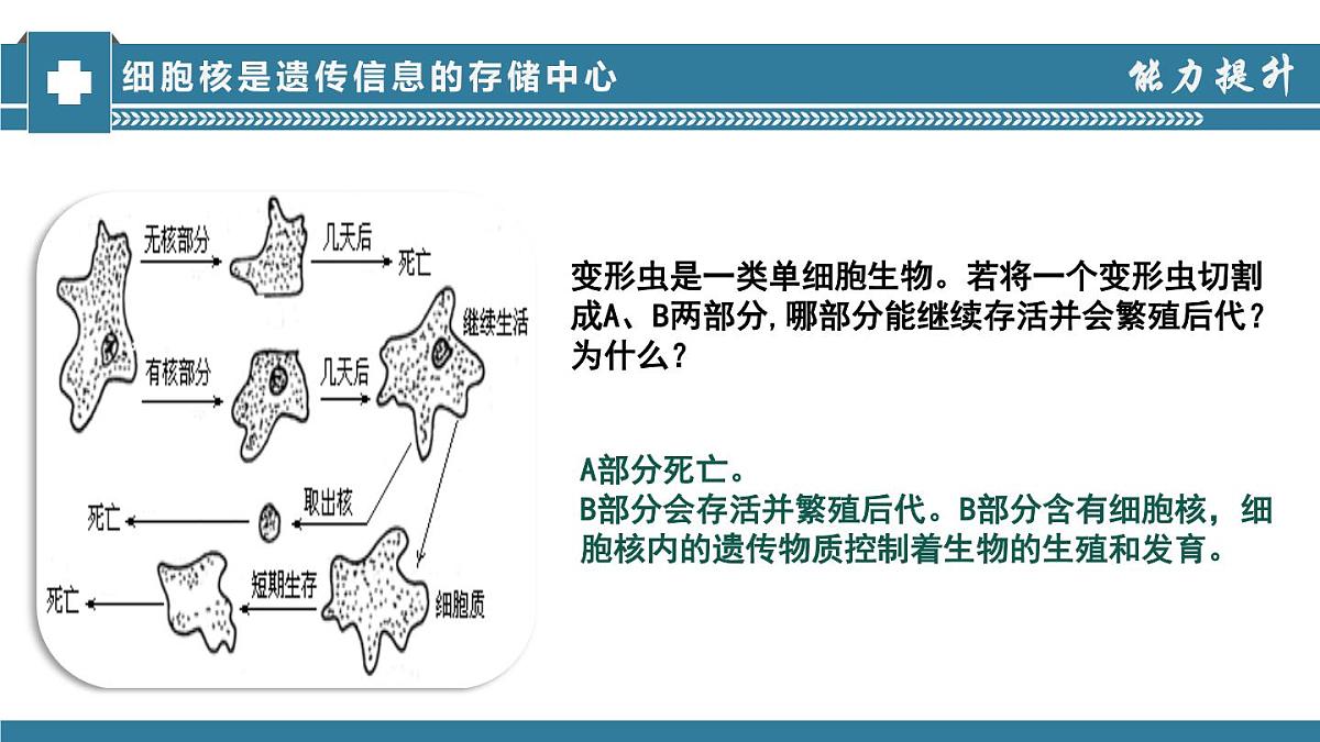 2024-2025学年济南版生物七年级下册 4.3.1DNA是主要的遗传物质课件第7页