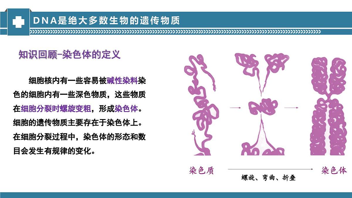 2024-2025学年济南版生物七年级下册 4.3.1DNA是主要的遗传物质课件第8页
