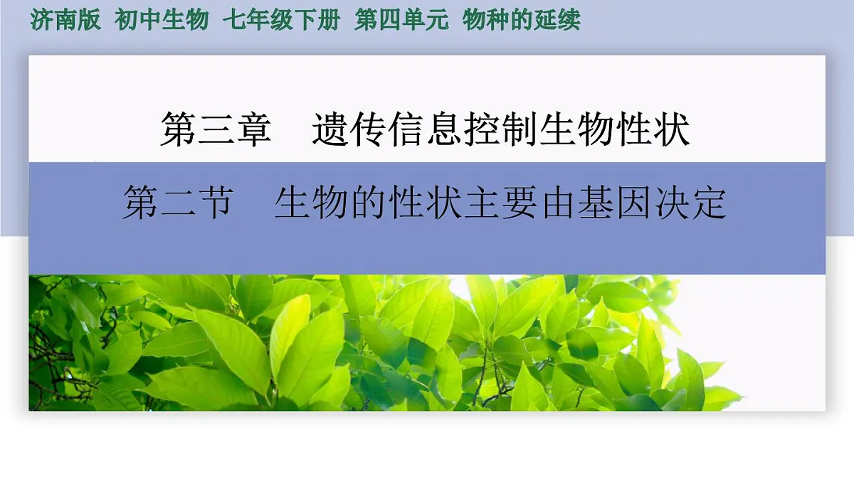 2024-2025学年济南版生物七年级下册 4.3.2生物的性状主要由基因决定（课件）第1页