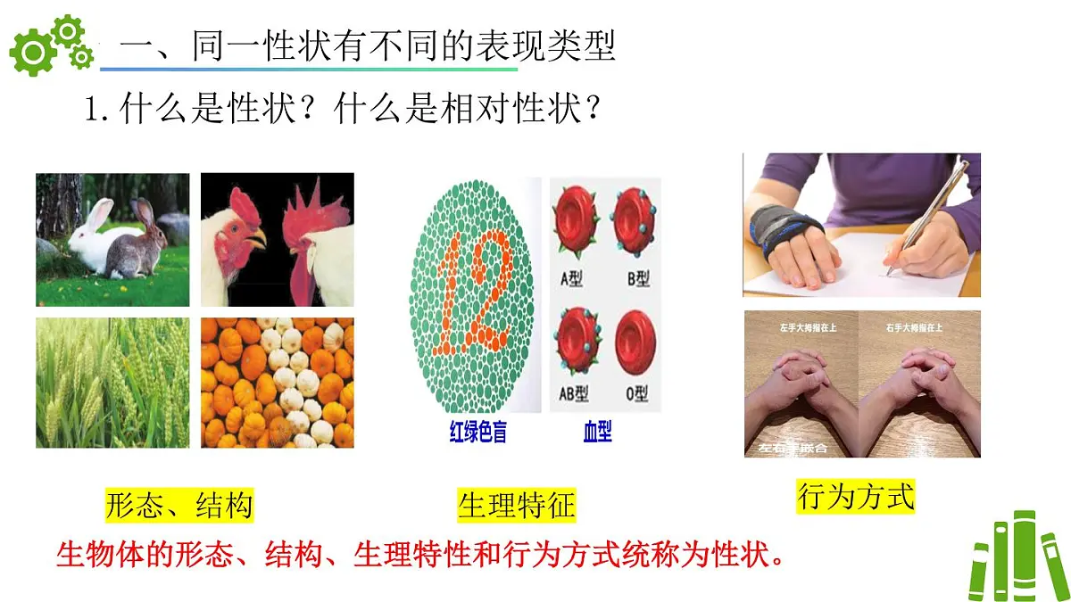 2024-2025学年济南版生物七年级下册 4.3.2生物的性状主要由基因决定（课件）第4页