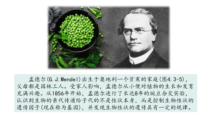2024-2025学年济南版生物七年级下册 4.3.2生物的性状主要由基因决定课件第1页