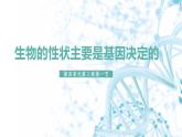 2024-2025學(xué)年濟(jì)南版生物七年級下冊 4.3.2生物的性狀主要由基因決定課件