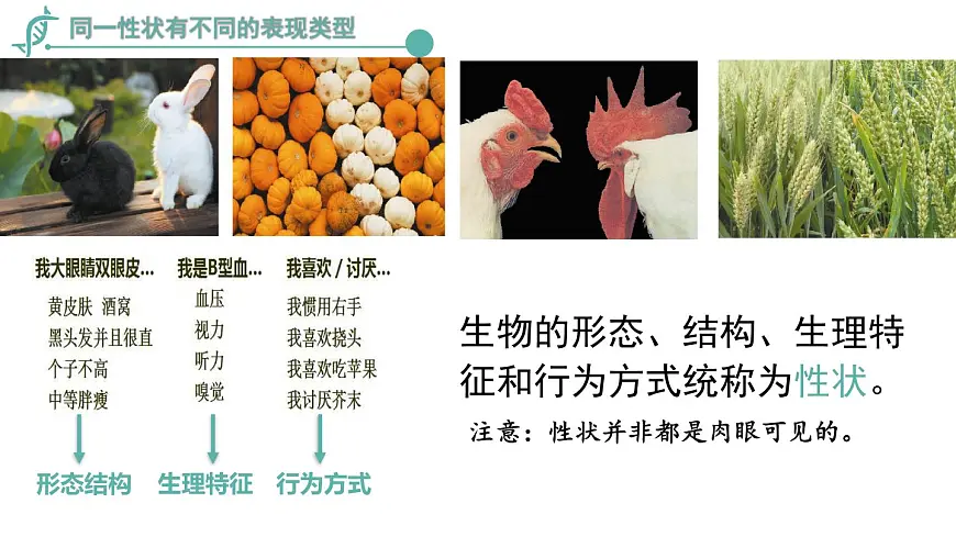 2024-2025学年济南版生物七年级下册 4.3.2生物的性状主要由基因决定课件第4页