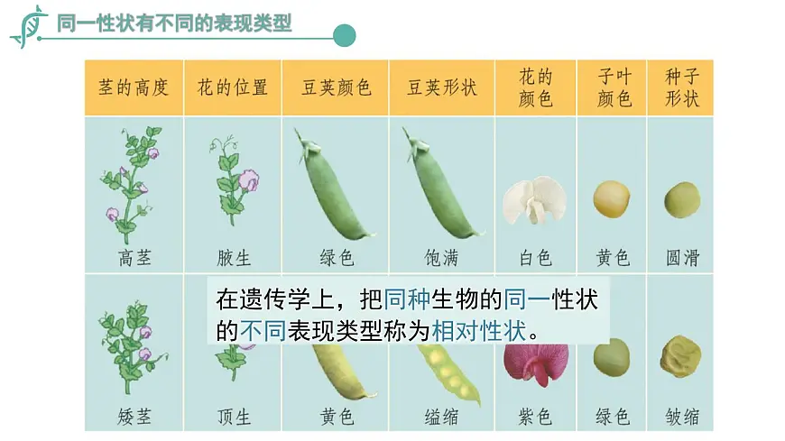 2024-2025学年济南版生物七年级下册 4.3.2生物的性状主要由基因决定课件第5页