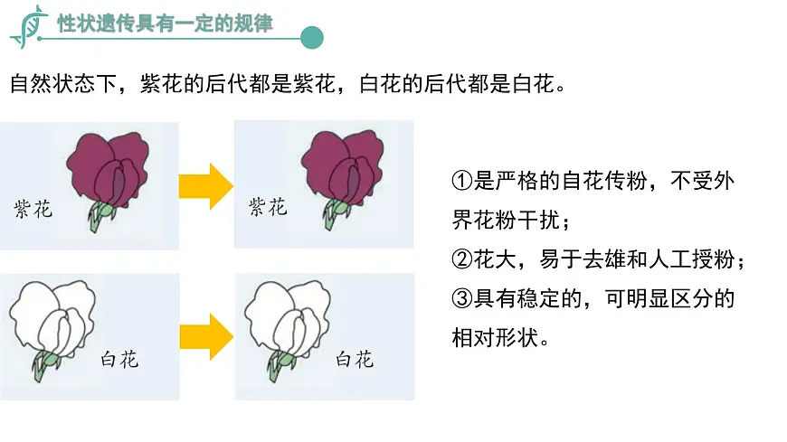 2024-2025学年济南版生物七年级下册 4.3.2生物的性状主要由基因决定课件第7页