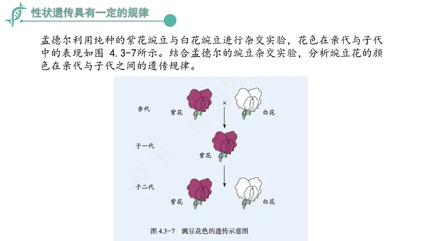 2024-2025学年济南版生物七年级下册 4.3.2生物的性状主要由基因决定课件第8页
