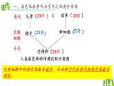 2024-2025學(xué)年濟(jì)南版生物七年級下冊 4.3.3性染色體決定人的性別（課件）