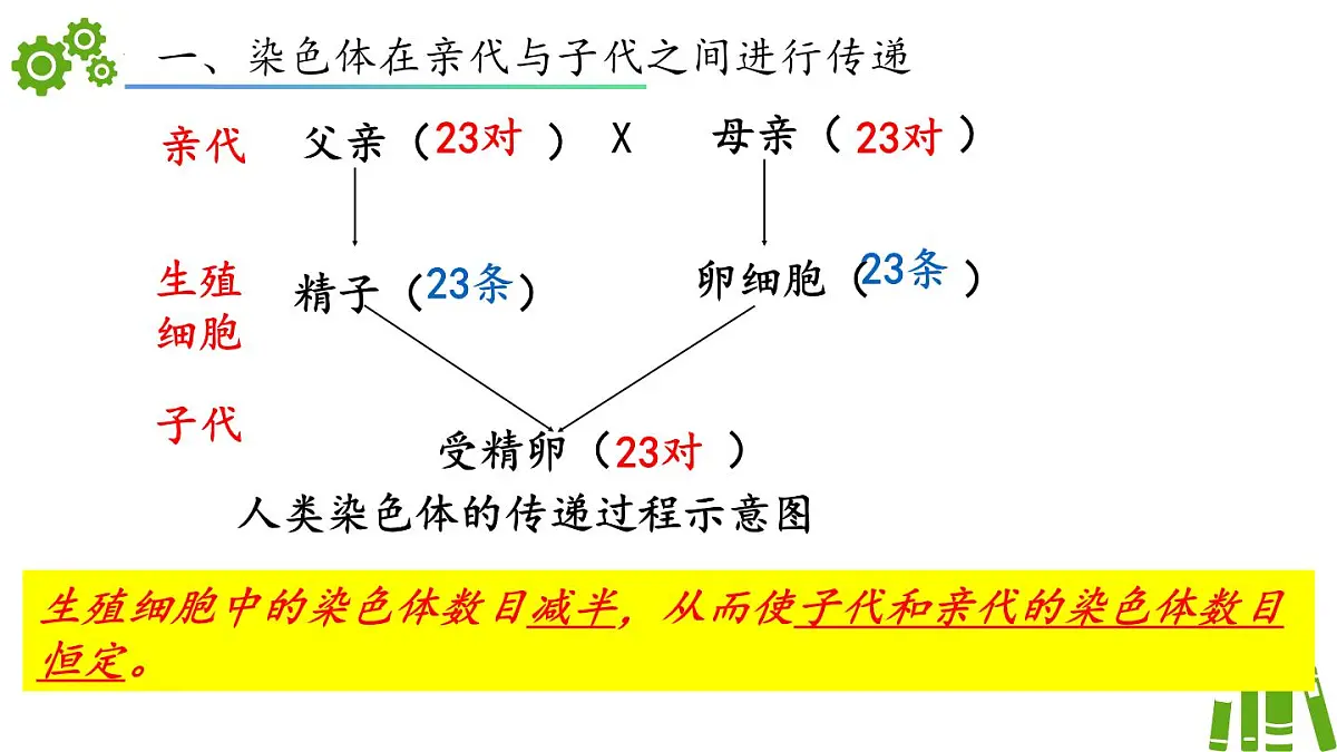 2024-2025学年济南版生物七年级下册 4.3.3性染色体决定人的性别（课件）第4页