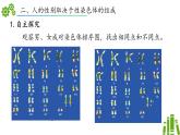 2024-2025學(xué)年濟(jì)南版生物七年級下冊 4.3.3性染色體決定人的性別（課件）