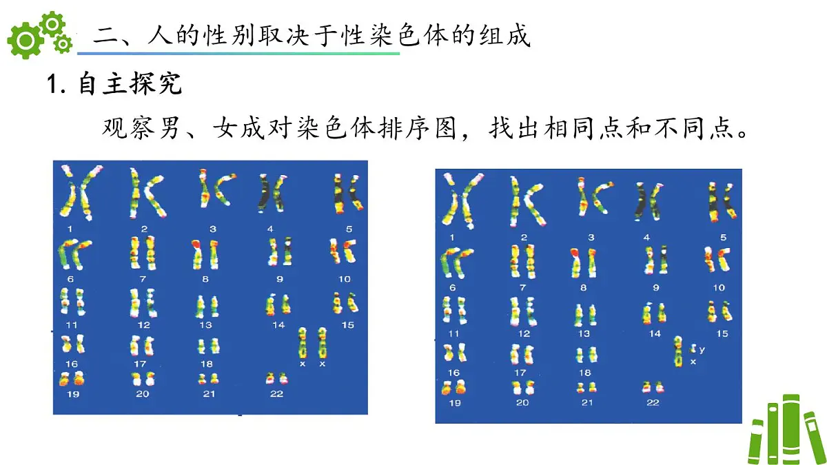 2024-2025学年济南版生物七年级下册 4.3.3性染色体决定人的性别（课件）第5页