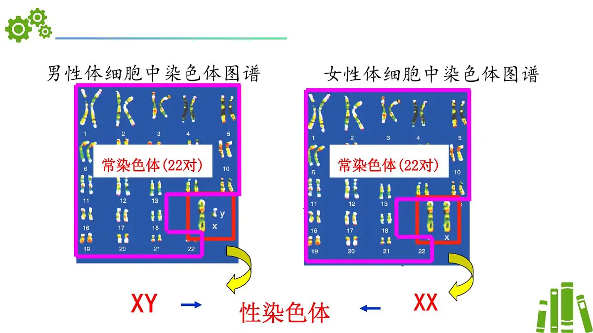 2024-2025学年济南版生物七年级下册 4.3.3性染色体决定人的性别（课件）第6页