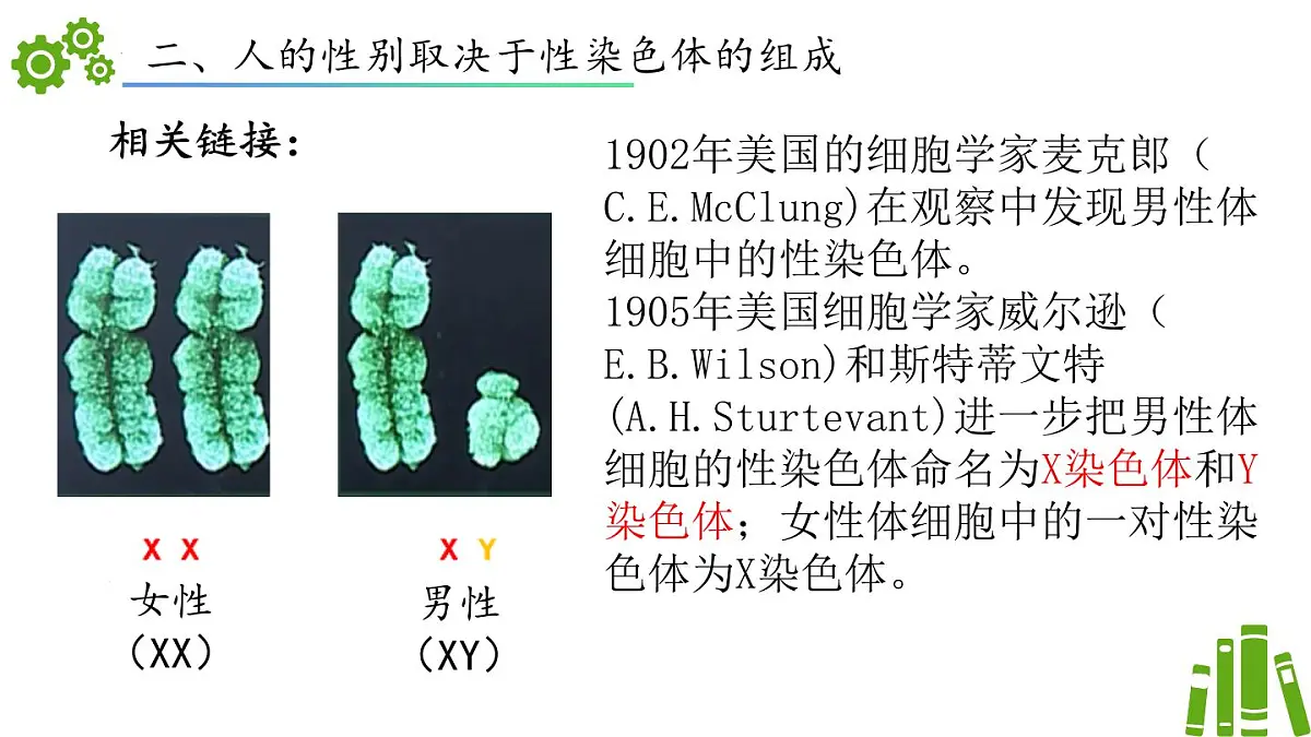 2024-2025学年济南版生物七年级下册 4.3.3性染色体决定人的性别（课件）第7页