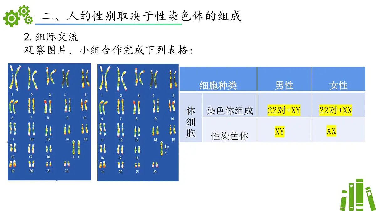 2024-2025学年济南版生物七年级下册 4.3.3性染色体决定人的性别（课件）第8页
