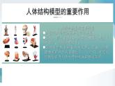 綜合實(shí)踐項(xiàng)目+設(shè)計(jì)并制作人體結(jié)構(gòu)模型（單元任務(wù)驅(qū)動(dòng)課件）2025學(xué)年七年級(jí)生物下冊(cè)人教版
