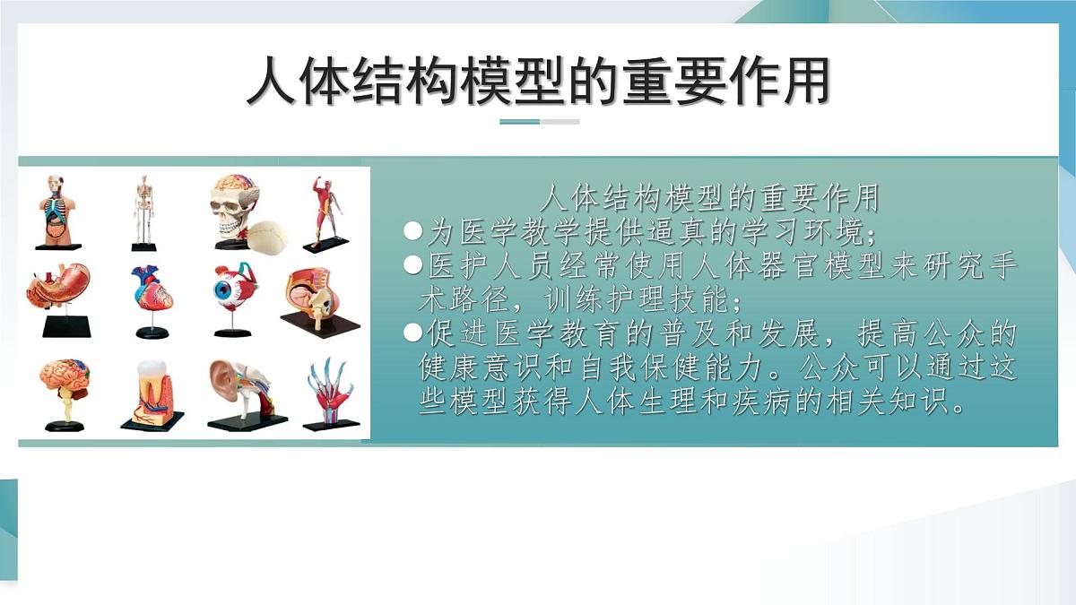 综合实践项目+设计并制作人体结构模型（单元任务驱动课件）2025学年七年级生物下册人教版第5页