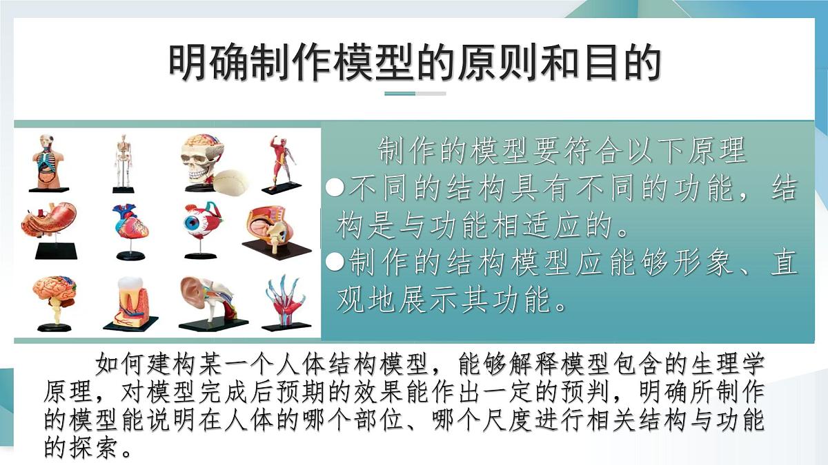 综合实践项目+设计并制作人体结构模型（单元任务驱动课件）2025学年七年级生物下册人教版第6页