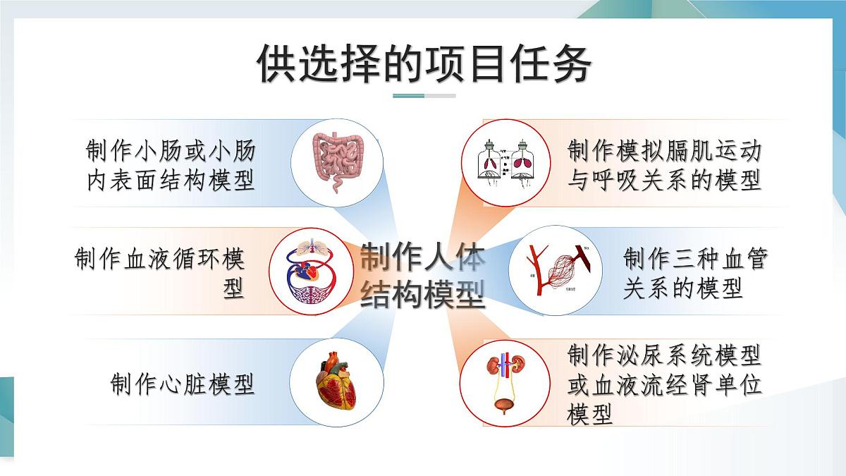 综合实践项目+设计并制作人体结构模型（单元任务驱动课件）2025学年七年级生物下册人教版第8页