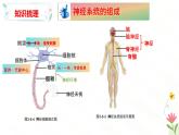 第五章 人體生命活動(dòng)的調(diào)節(jié)（章末復(fù)習(xí)課件）2025學(xué)年七年級(jí)生物下冊(cè)冀少版