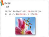 2024-2025學(xué)年濟南版生物七年級下冊 3.2.2 花經(jīng)過傳粉與受精后形成果實 課件 (2)