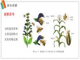 2024-2025學(xué)年濟南版生物七年級下冊 3.2.2 花經(jīng)過傳粉與受精后形成果實 課件 (2)