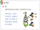 2024-2025學(xué)年濟南版生物七年級下冊 3.2.2 花經(jīng)過傳粉與受精后形成果實 課件 (2)