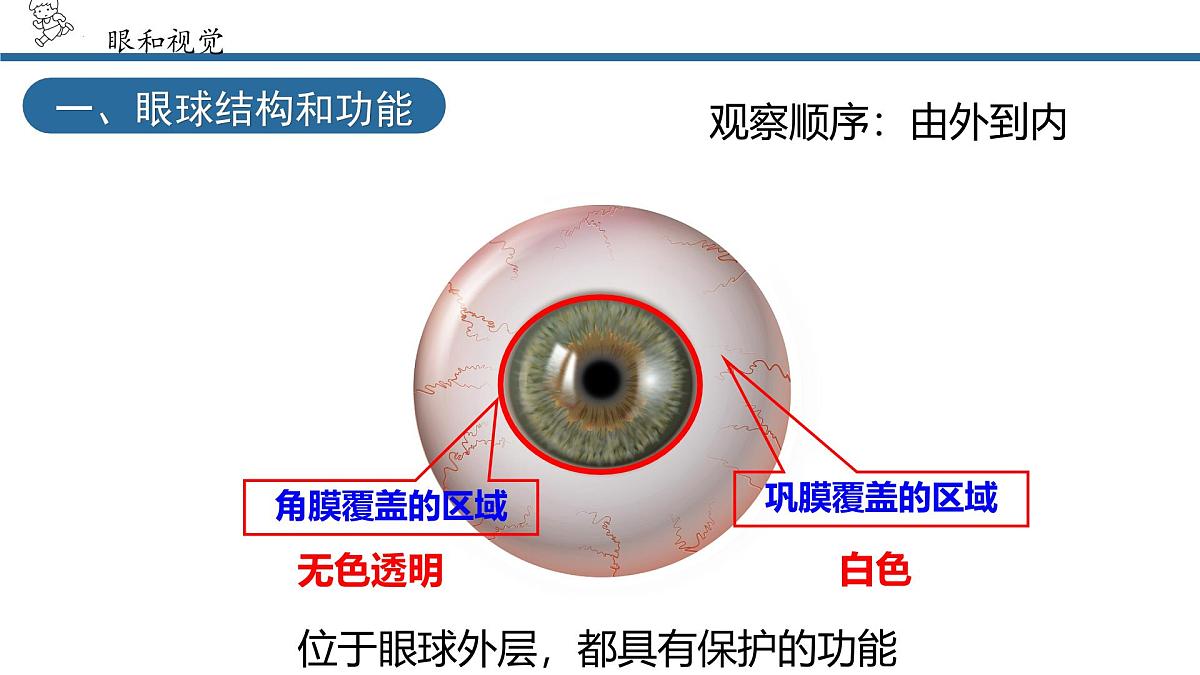 4.6.1人体对外界环境的感知课件2024-2025学年人教版生物八年级上册第8页
