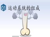 4.6.3神經(jīng)系統(tǒng)支配下的運動課件2024-2025學年人教版生物八年級上冊