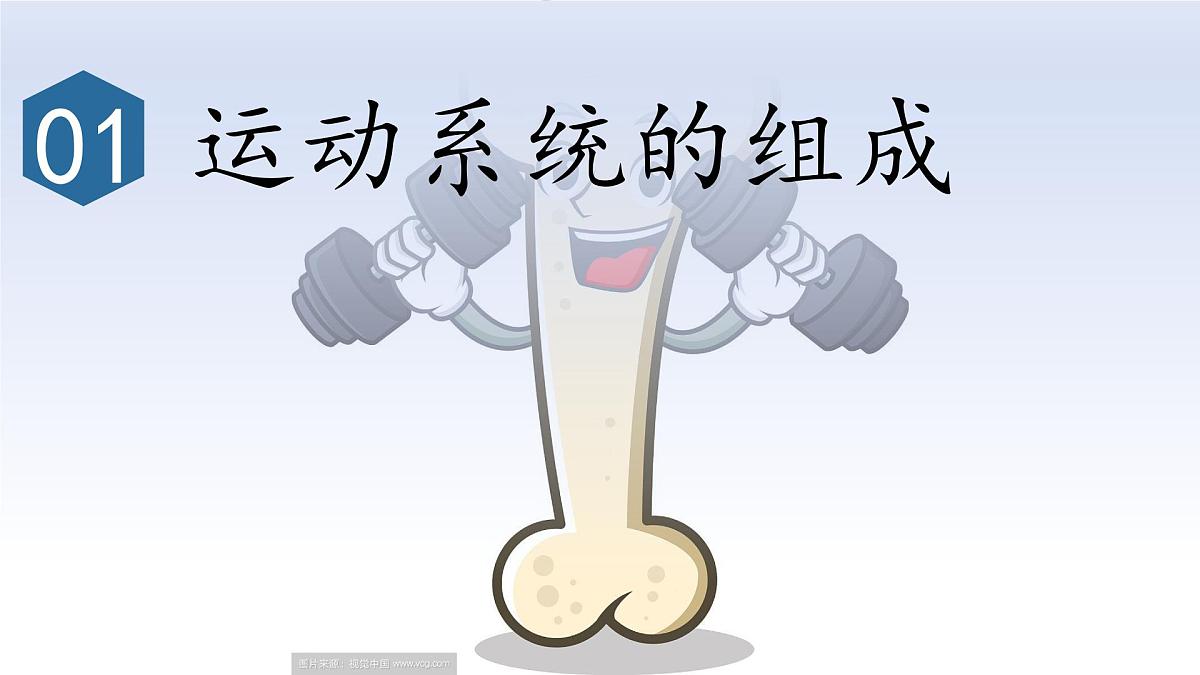4.6.3神经系统支配下的运动课件2024-2025学年人教版生物八年级上册第5页