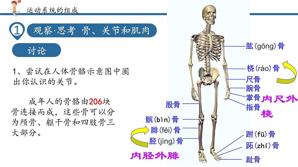 4.6.3神经系统支配下的运动课件2024-2025学年人教版生物八年级上册第6页