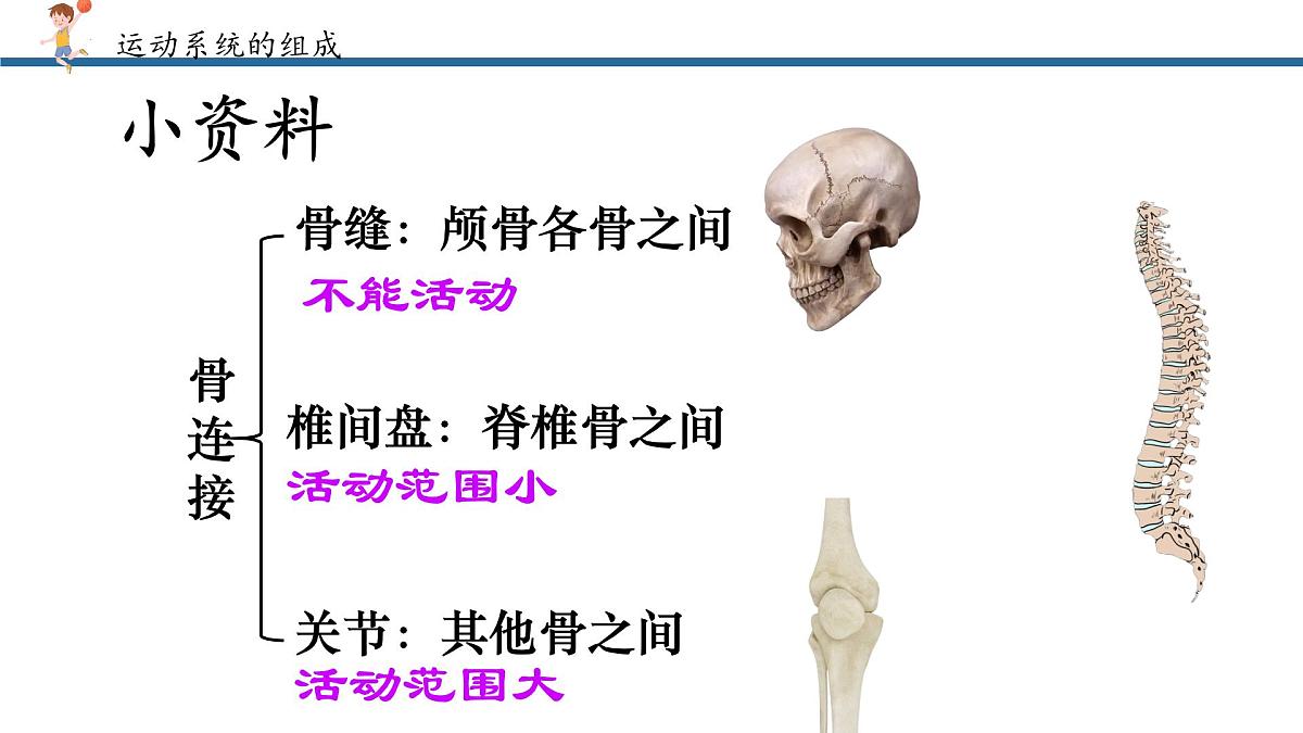 4.6.3神经系统支配下的运动课件2024-2025学年人教版生物八年级上册第8页