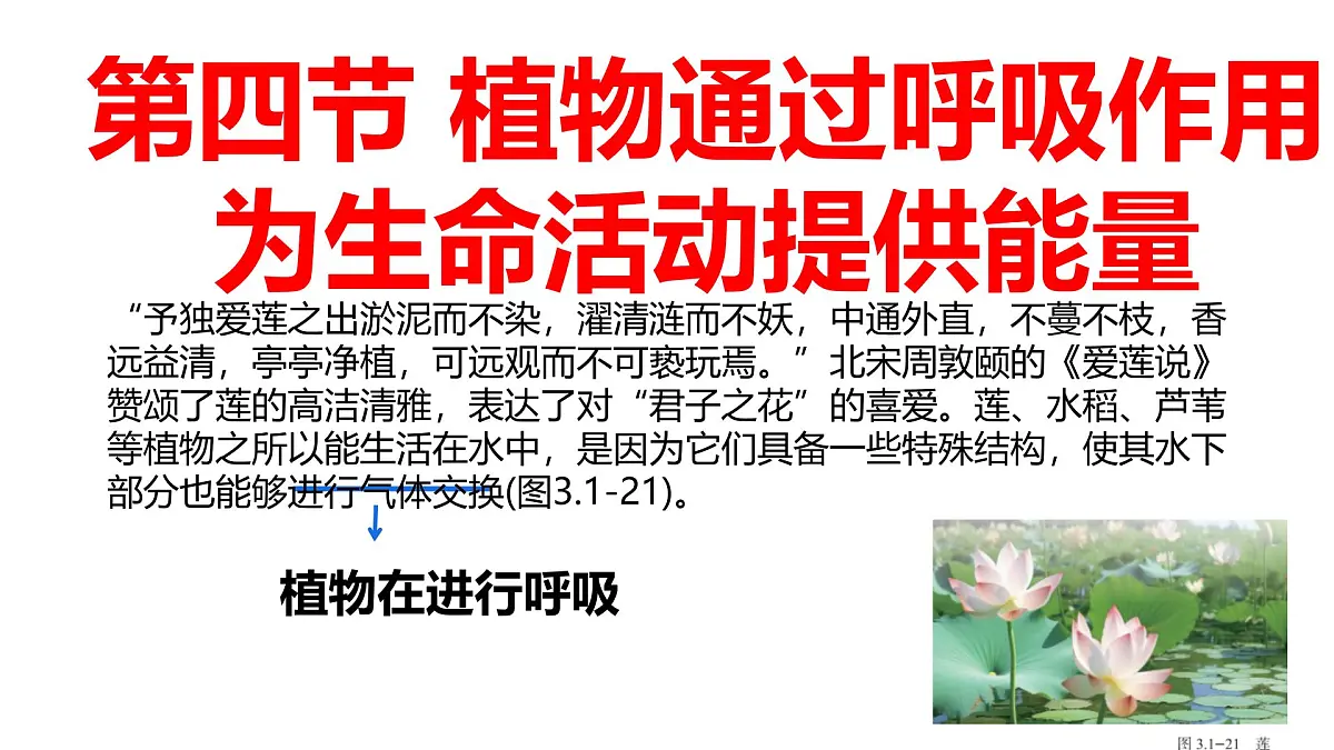 初中生物济南版（2024）七年级下册3.1.4 植物通过呼吸作用为生命活动提供能量 课件第1页